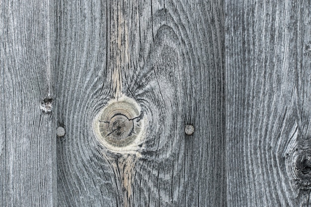 Un vieux mur gris avec un nœud et des clous. Arborescence.