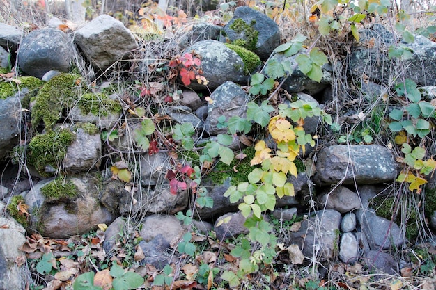 Vieux mur de jardin en pierre Automne