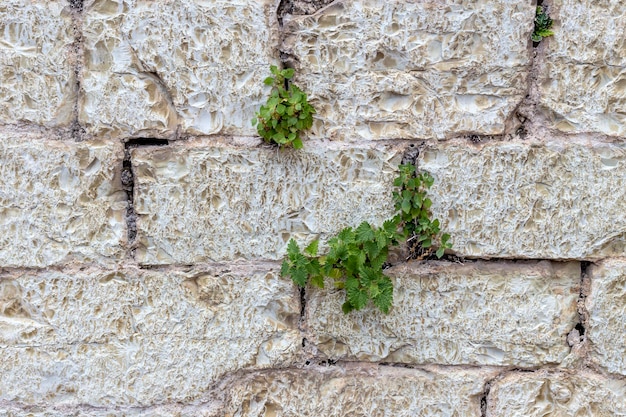 Le vieux mur de pierre beige de fond avec des plantes