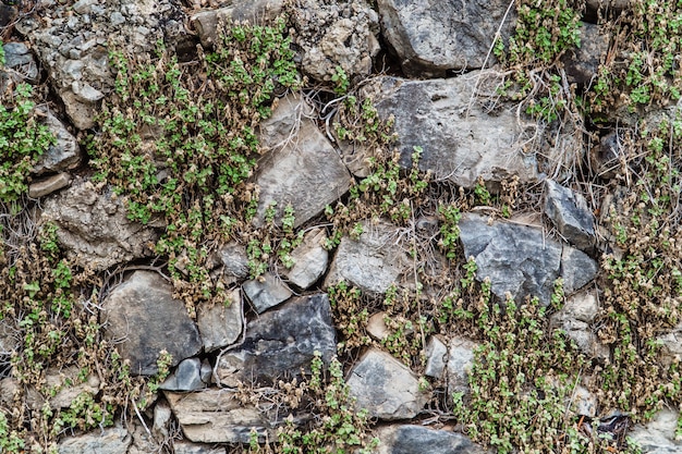 Vieux mur de pierre envahi par les plantes.