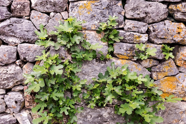 Le vieux mur de pierre gris de fond avec plante