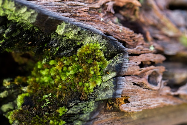 Vieux mur de pierre grise avec fond de texture mousse verte