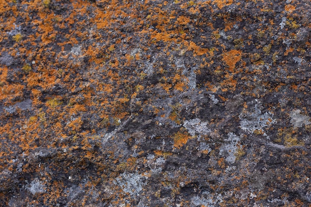 Vieux mur de pierre grise avec fond de texture de mousse verte
