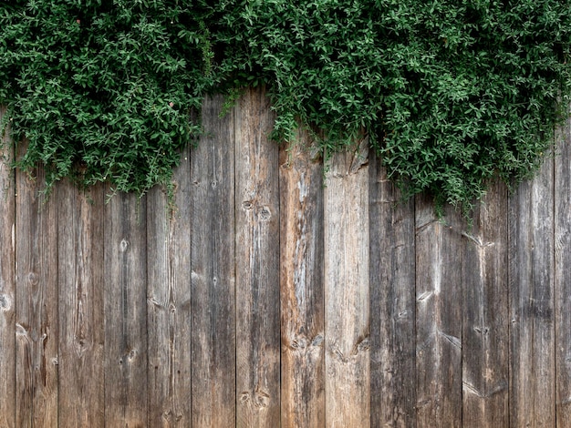 Vieux mur de planches de bois avec des feuilles vertes