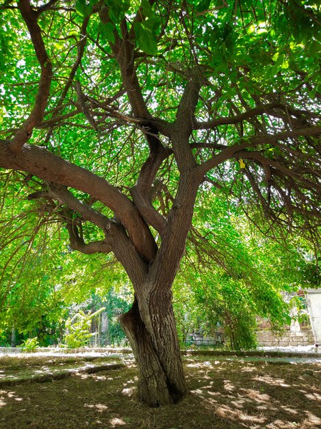 Un vieux mûrier dans le jardin