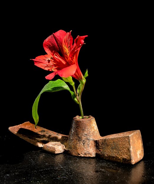 Vieux outils métalliques rouillés et fleur rouge sur un fond noir