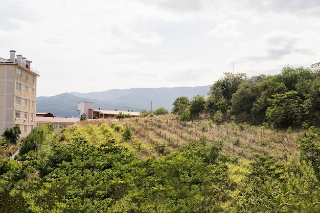 Vieux paysage de vignoble en Crimée