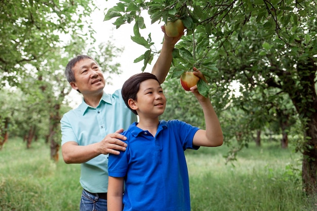 Vieux père et fils asiatiques cueillant des pommes mûres dans le jardin Garçon coréen avec un père âgé cueillant des fruits