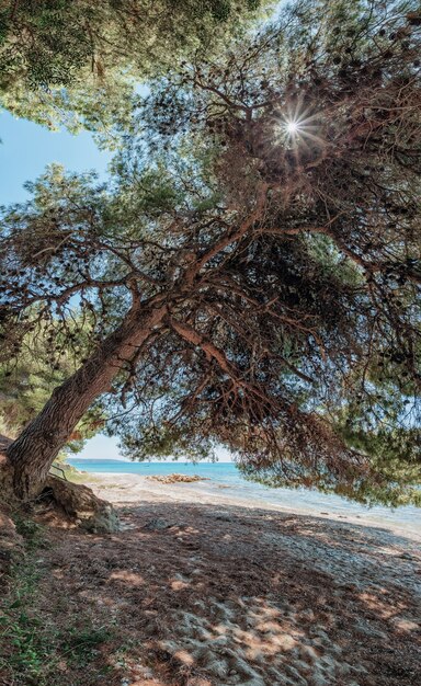 Vieux pin tordu incurvé au pin de plage avec l'ombre énorme à la plage sauvage