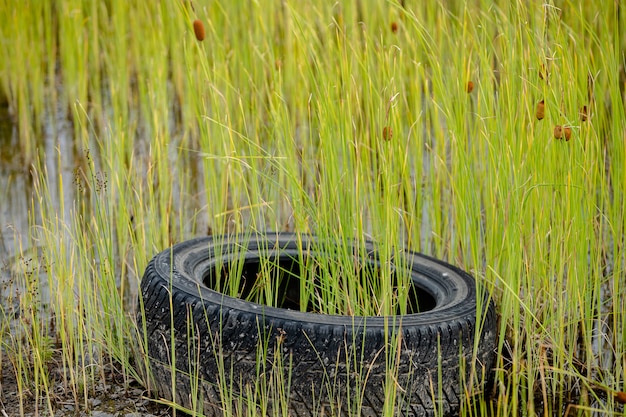 Le vieux pneu dans l'étang est envahi par l'herbe.