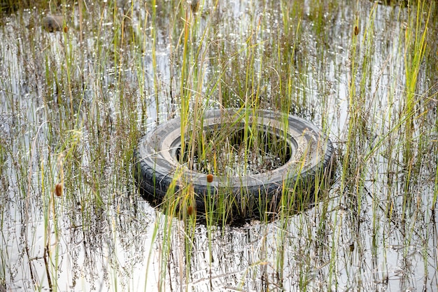 Le vieux pneu dans l'étang est envahi par l'herbe.