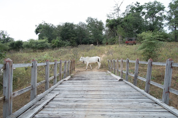 Vieux pont de bois