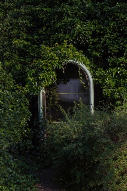 vieux pont dans les bois. une fenêtre sur un conte de fées, un très bel espace vert dans le parc. vent