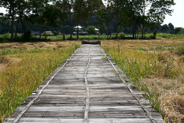 Vieux pont de tissage de bambou sur une rizière