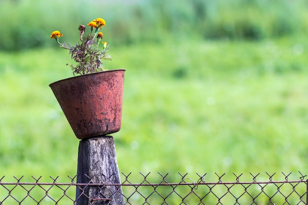 Vieux pot avec des fleurs sur une souche