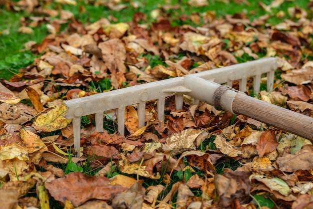 Photo un vieux râteau en plastique avec un manche en bois repose sur une pelouse d'herbe verte parsemée de feuilles d'automne jaunies et fanées.