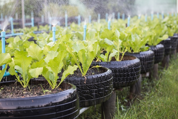 Vieux recyclage noir de pneu utilisé dans la ferme de légumes biologiques