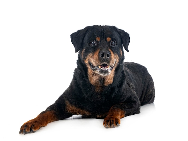 Vieux rottweiler en studio