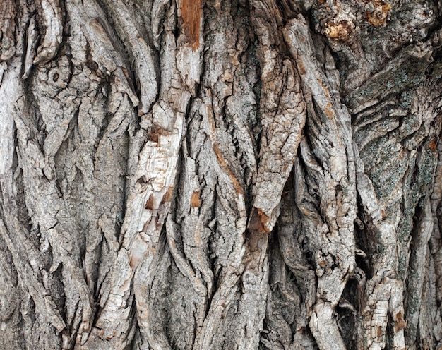 Vieux saule écorce écorce texture fond naturel