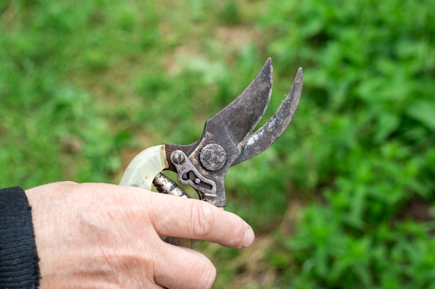 Un vieux sécateur dans la main d'un homme contre un jardin vert Taille des plantes et entretien du jardin