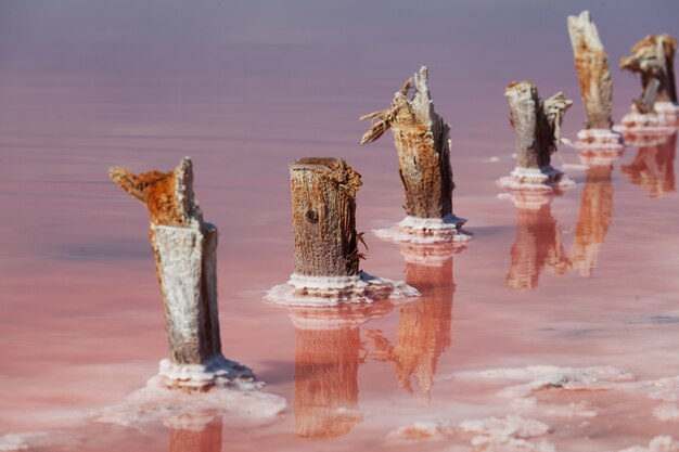 De vieux supports en bois mangés par le sel de mer dépassent de la surface de l'eau d'un lac salé rose unique