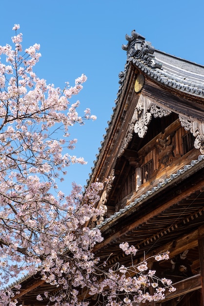 Vieux temple japonais de 400 ans au printemps, fleurs de sakura, ciel bleu.