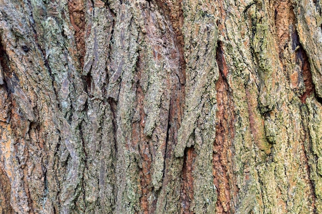 Vieux texture et fond de peau d'arbre