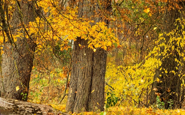 Les vieux tilleuls du parc perdent leurs feuilles en octobre