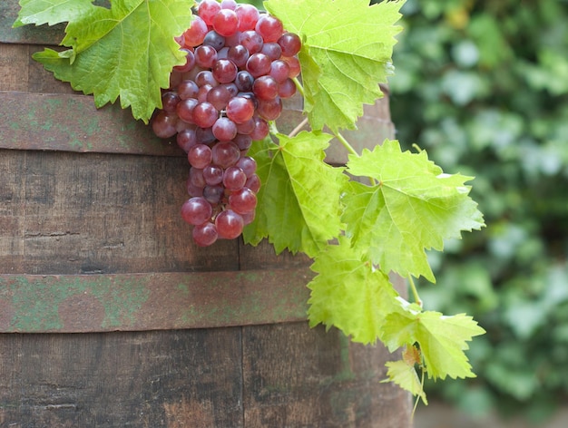 vieux tonneau de vin avec raisin