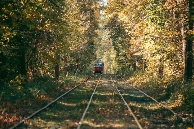 Photo vieux tramway rouge dans la forêt d'automne