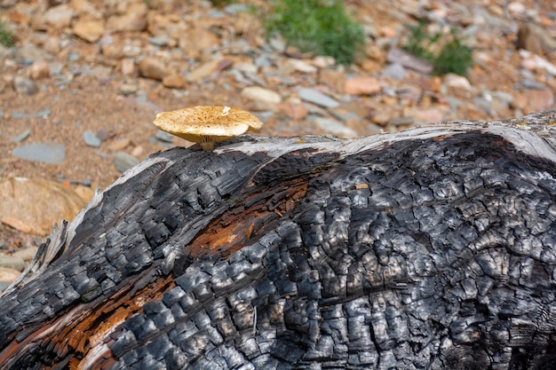 Vieux tronc d'arbre brûlé épais sec avec champignon. Image horizontale.