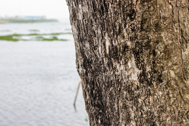 Vieux tronc d'arbre concentré sélectif à côté de la rivière dans le village