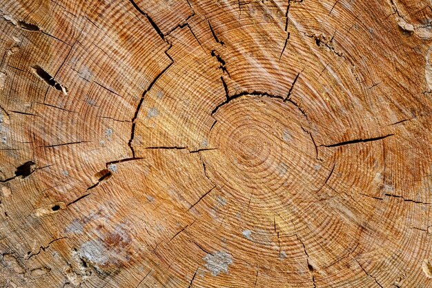 Vieux tronc d'arbre scié dans la forêt avec des fissures