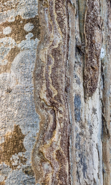 Vieux tronc d'arbre avec une texture rugueuse abstraite gros plan