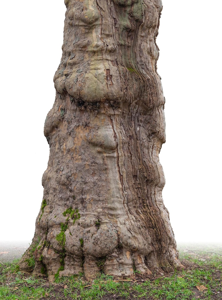 Photo vieux tronc d'arbre
