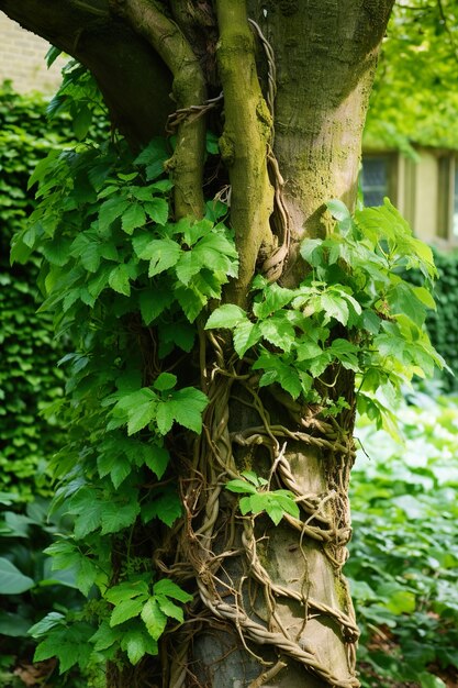 Photo un vieux tronc de cerisier entouré de lierre