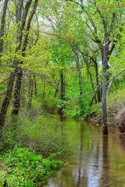 Vieux troncs d&#39;arbres dans une vallée inondée après de fortes pluies