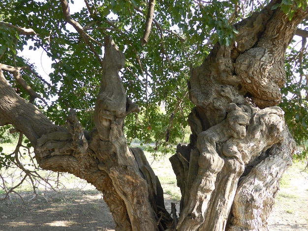 Vieux troncs d'arbres avec relief