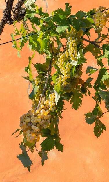 Vigne accrochée au mur orange