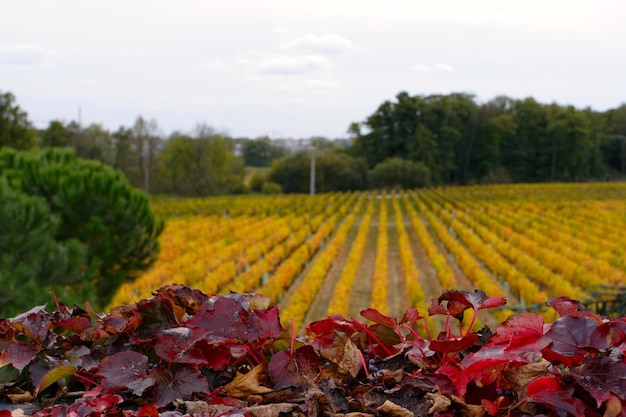 Vigne d'automne rouge avec un vignoble au loin