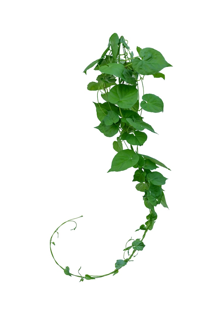 Photo vigne aux feuilles vertes, en forme de coeur, torsadée séparément sur fond blanc