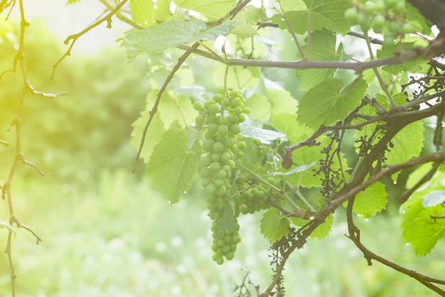 Vigne blanche sur une branche avec une goutte de rosée après la pluie sur un arbre et des feuilles dans un vignoble,