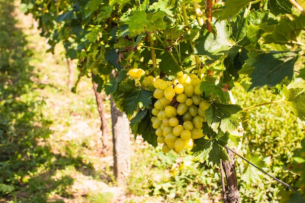 Vigne blanche, mise au point sélective avec arrière-plan flou