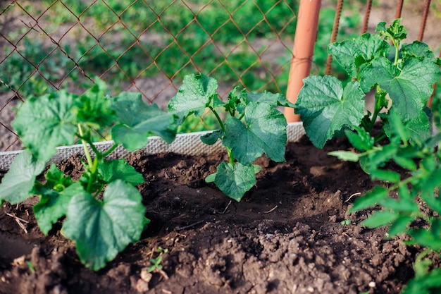 Vigne de concombre avec des ovaires dans le jardin Concombres mûrissant dans le jardin au soleil à l'extérieur L'industrie agricole Un produit biologique L'agriculture