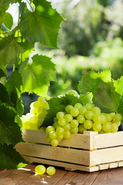 Vigne et grappe de raisin blanc