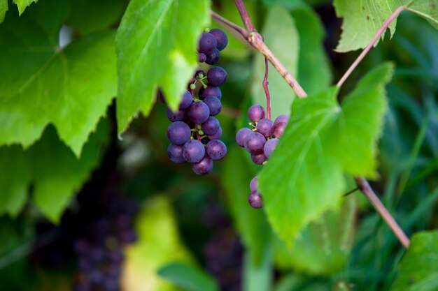 Vigne avec des grappes de baies sur fond vert