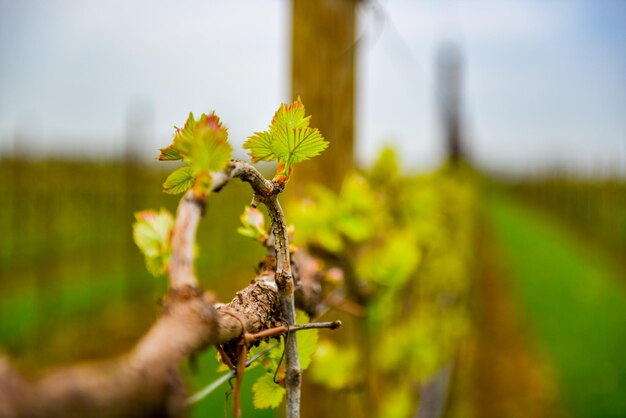 Photo la vigne en gros plan