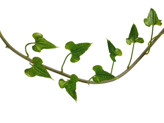 Vigne d'un lierre grimpant avec des feuilles pointues sur un fond blanc isolé