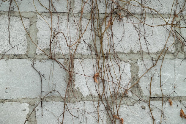 Vigne sur mur de béton en hiver. Fond floral abstrait, concept de jardin et d'hiver, gros plan, mise à plat, vue de dessus.