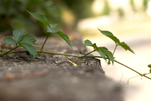 Vigne sur un mur en béton